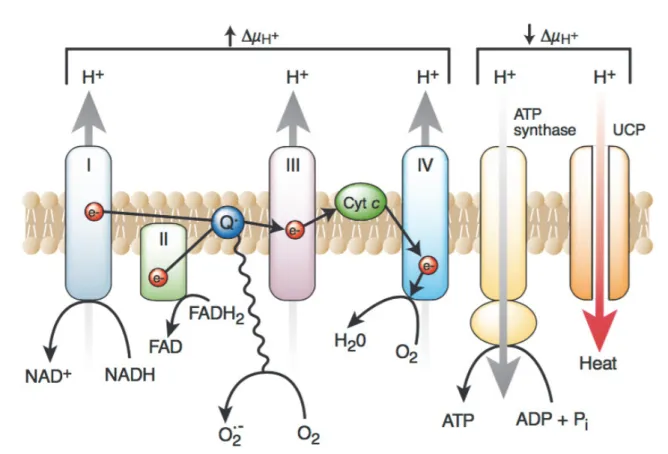 Figure 5:  Production of superoxide by the mitochondrial electron-transport  chain. Increased hyperglycemia-derived electron donors from the TCA cycle  (NADH and FADH 2 ) generate a high mitochondrial membrane potential (Δμ H+ ) by  pumping protons across 