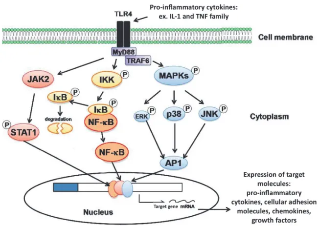 Figure 10: Signaling pathways activated by pro-inflammatory cytokines.  