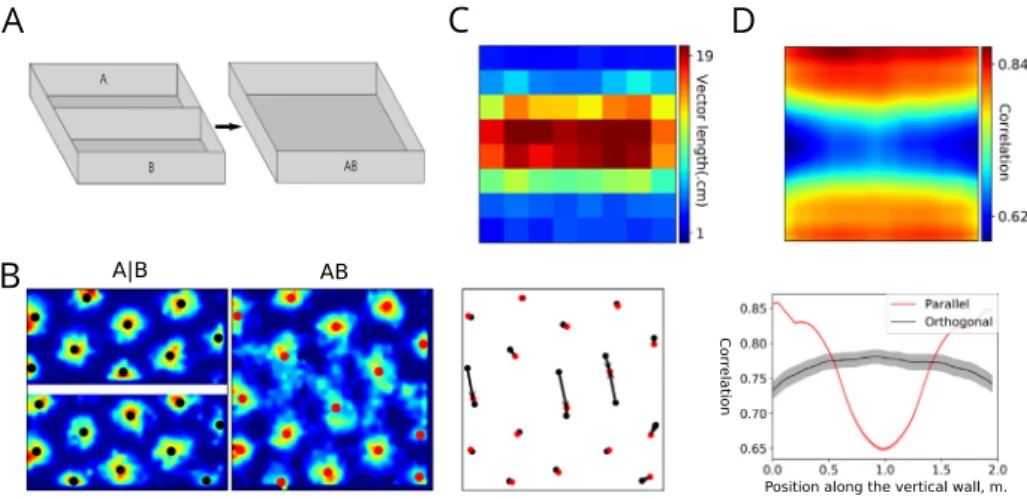 Fig. 4. Simulation of the merged-room experiment of Wernle et al. (2018). A. The training environment with two separate rooms, referred to as room ‘A | B’, and the testing environment, referred to as merged room ‘AB’