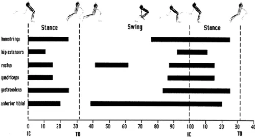 Figure 2. Activités électromyographiques (barres) des muscles ischio-jambiers, des  extenseurs de la hanche, du rectus femoris, des vastii, des fléchisseurs plantaires et du  tibialis antérieur au cours d’un cycle de course incluant les phases de contact (