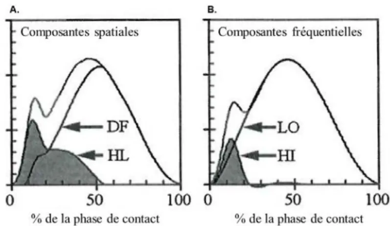 Figure 4. A : Forces verticales obtenues par la mesure des pressions plantaires au talon  (HL) et à la partie médiane/avant du pied (DF)