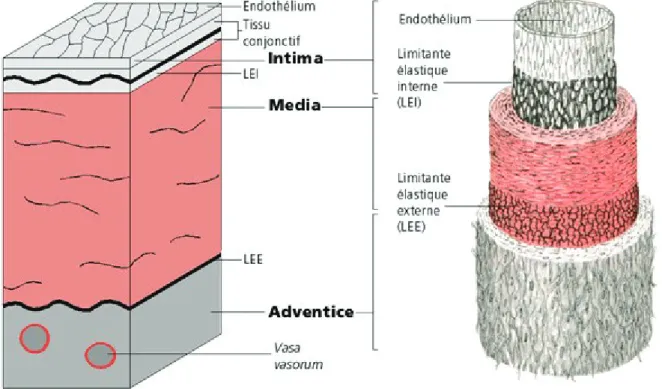 Figure 2. Structure de la paroi artérielle 