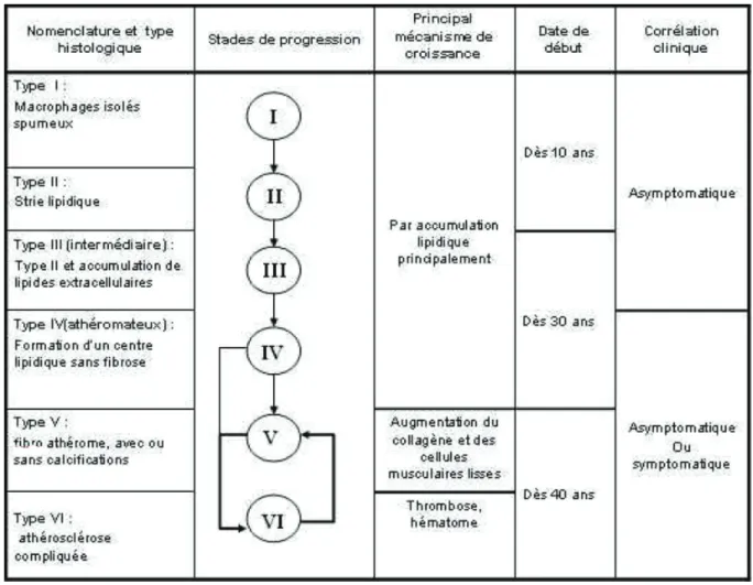 Figure 8. Classification histopathologique des lésions athérosclérotiques  d’après Stary, 1995 