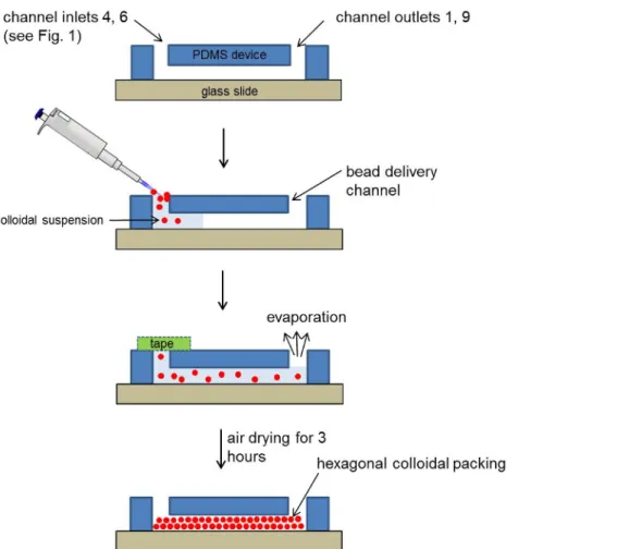 Figure 3. Step-by-step schematic for self-assembly of colloidal silica beads. 10 µl of the bead suspension was pipetted in to the bead delivery channels immediately after plasma treatment