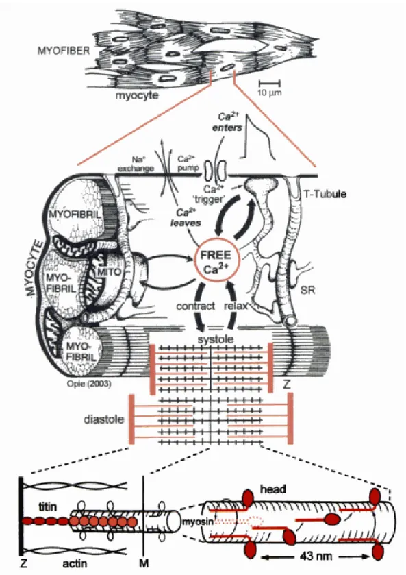 Figure 1 : Le cardiomyocyte de la fibre jusqu’aux protéines contractiles 