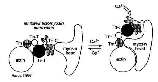Figure 5 : Interposition du complexe troponine-tropomyosine et action du calcium 