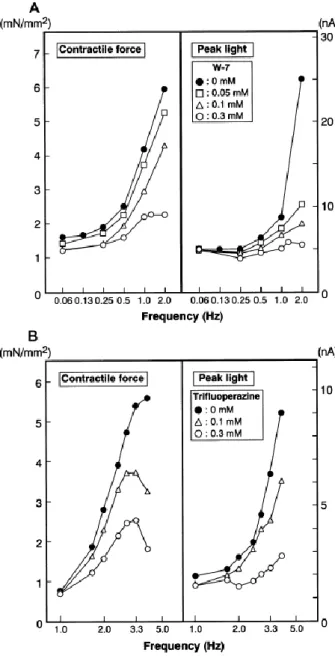 Figure 17 : Inhibition de la relation force fréquence par des inhibiteurs de calmoduline
