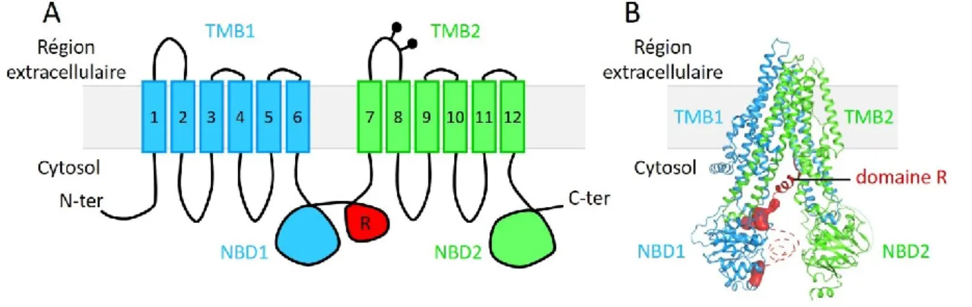 Figure  3  |  Structure  de  la  protéine  CFTR.  A)  Schéma  de  l’organisation  transmembranaire  des  différents  domaines de la protéine CFTR (adapté à partir de Kim et Skach 2012)