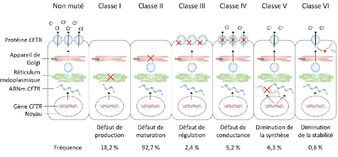 Figure 6 | Classification des mutations du gène CFTR selon leurs conséquences fonctionnelles (adaptée à partir  de  Boyle  et  De  Boeck  2013)  et  fréquence  des  mutations  en  fonction  des  classes  (pourcentage  de  patients  français présentant une 