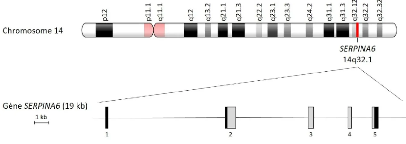 Figure 14 | Du chromosome 14 au gène SERPINA6. Représentation du chromosome 14 humain (en haut) et du  gène  SERPINA6 (en  bas) :  en  noir,  les  régions  non  traduites  des  exons  (schéma  du  gène  adapté  à  partir  d’Underhill et Hammond 1989)