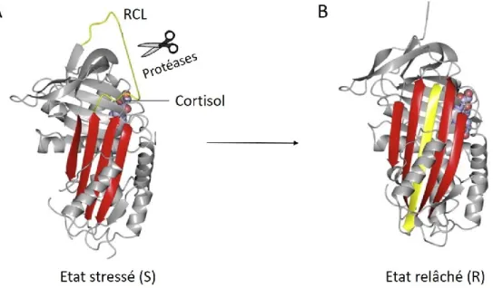 Figure 15 | Structure de la protéine CBG. Représentation de la CBG liant le cortisol sous sa forme S (A) et sous  sa forme R après clivage du RCL (B)