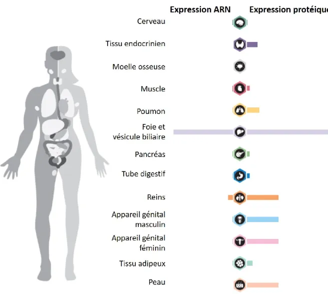 Figure  16  | Niveaux d’expression de la CBG en ARN et en protéine dans différents tissus (adaptée à partir de  Proteinatlas.org)