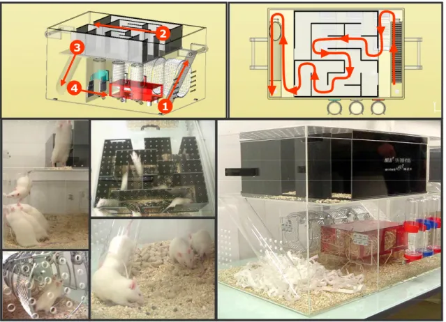 Figure 10: La cage Marlau TM :  illustration i) du trajet effectué pour atteindre la  nourriture, et ii) des rats en activité.