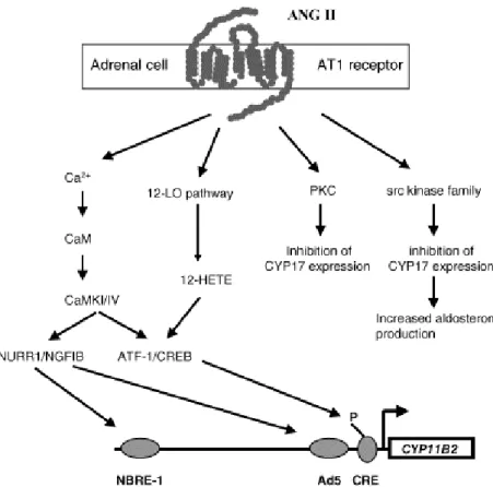 Figure 10.  Voies de signalisation intracellulaire médiant les effets de l’angiotensine II (ANG II) sur l’expression de CYP11B2  et sur la synthèse d’aldostérone
