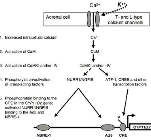 Figure 11.  Voie de signalisation intracellulaire activée par le potassium et agissant sur l’expression de CYP11B2