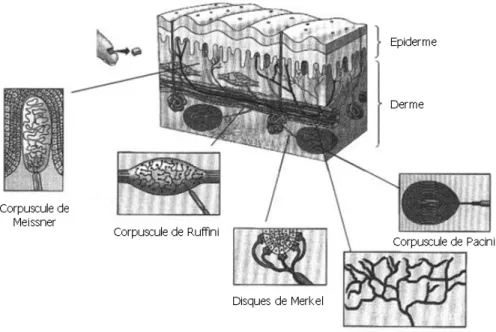 Figure 2 : Les différents mécanorécepteurs de la peau 