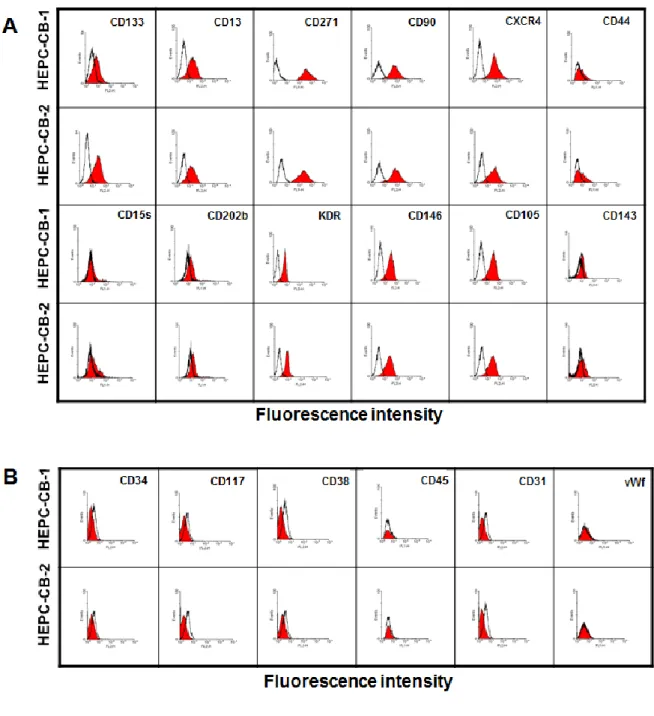 Figure 2. Positive (A) and negative (B) markers on HEPC-CB.1 and HEPC-CB.2 cell  lines  