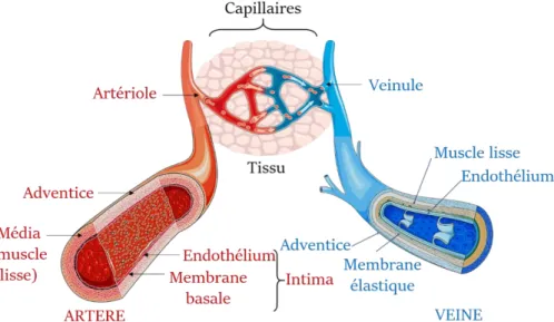 Figure 5 : Structure du réseau vasculaire. Les artères transportent le sang riche en O 2  (rouge)  du cœur jusqu’aux organes où le réseau capillaire s’occupe des échanges gazeux