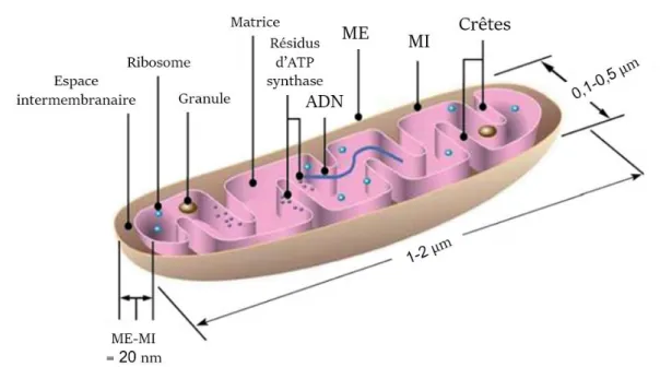 Figure 10 : Structure de la mitochondrie. ME : membrane externe ; MI : membrane interne ;  ME-MI : distance entre les 2 membranes de la mitochondrie