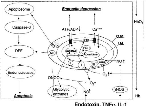 Figure  27 :  Schéma  décrivant  l'implication  des  mitochondries  dans  les  déficiences  septiques