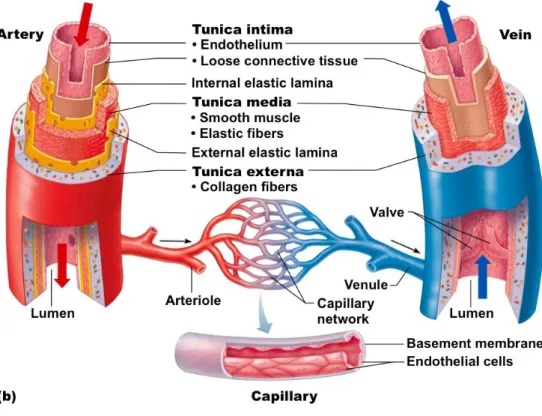 Figure 1: Structure of blood vessels (digikalla.info) 