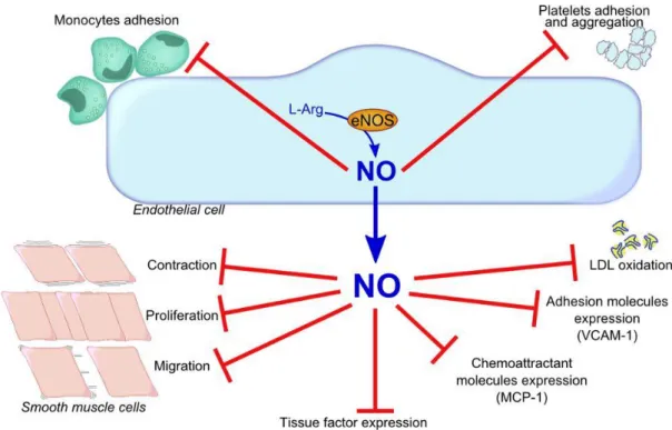 Figure 2: Vaso-protective effects of NO (VCAM-1, vascular cell adhesion molecule- molecule-1; MCP-1, monocyte chemoattractant protein-molecule-1; LDL, low density lipoproteins)