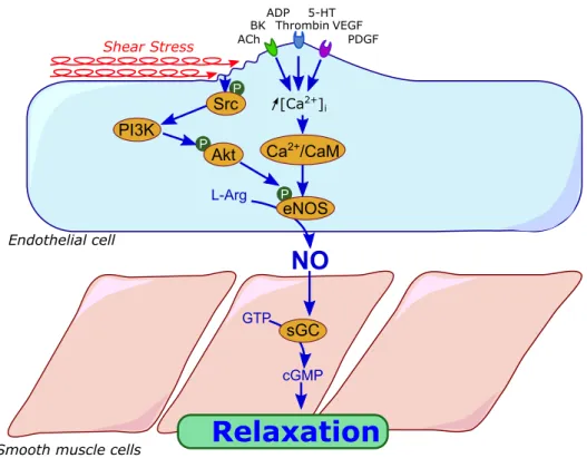 Figure  4:  Nitric  oxide-mediated  vasorelaxation  pathway  (ACh,  acetylcholine;  BK,  bradykinin;  ADP,  adenosine  diphosphate;  5-HT,  serotonin;  PDGF,  platelet  derived  growth factor; VEGF, vascular endothelial growth factor; Src, sarcoma-family k