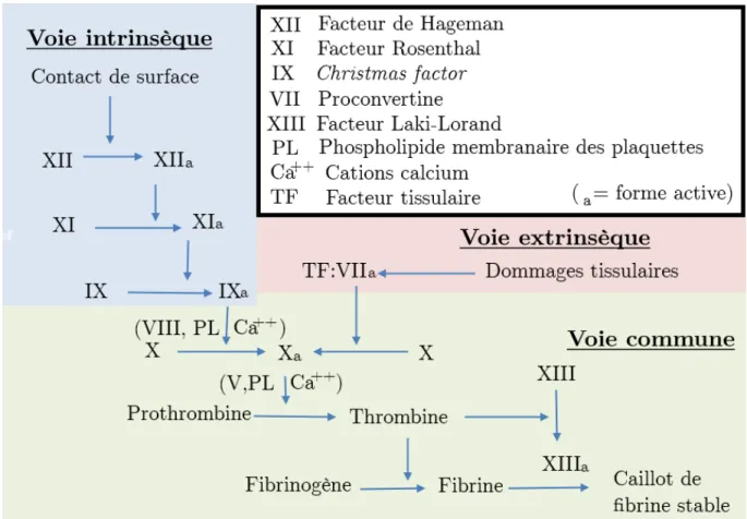 Figure 4 Repr´ esentation de la cascade de la coagulation et facteurs de coagulation impliqu´ es