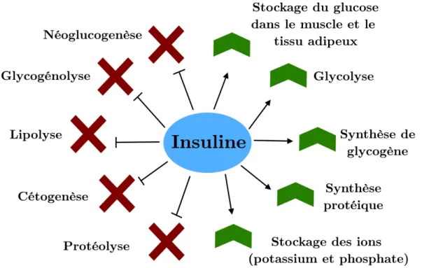 Figure 5 Effets m´ etaboliques de l’insuline. L’insuline favorise le stockage et la conversion en gly- gly-cog` ene du glucose circulant mais favorise ´ egalement l’utilisation du glucose comme source d’´ energie prioritaire des cellules