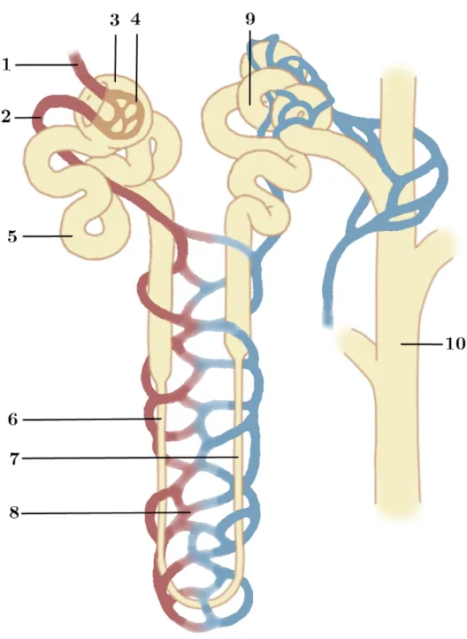 Figure 8 Anatomie d’un n´ ephron. L’art´ eriole aff´ erente (1) p´ en` etre dans la capsule de Bowman (3) et se divise en un nœud de capillaires formant le glom´ erule (4)