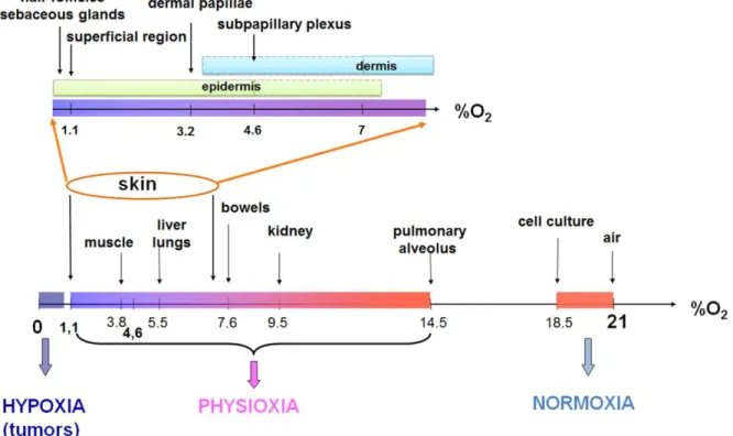 Figure 1 :  Skin physioxia 