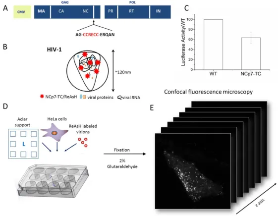 Figure 1: Sample preparation for CLEM. (A) Packaging plasmid  used for VSV-G pseudotyped HIV-1  particle  production  coding  for  NCp7-TC