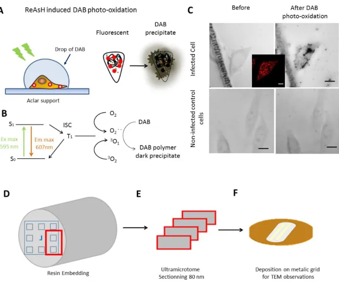 Figure 2: ReAsH-triggered photoconversion of DAB. (A) The photoconversion is realized on a microscopy stage  using a xenon lamp and a rhodamine excitation cube