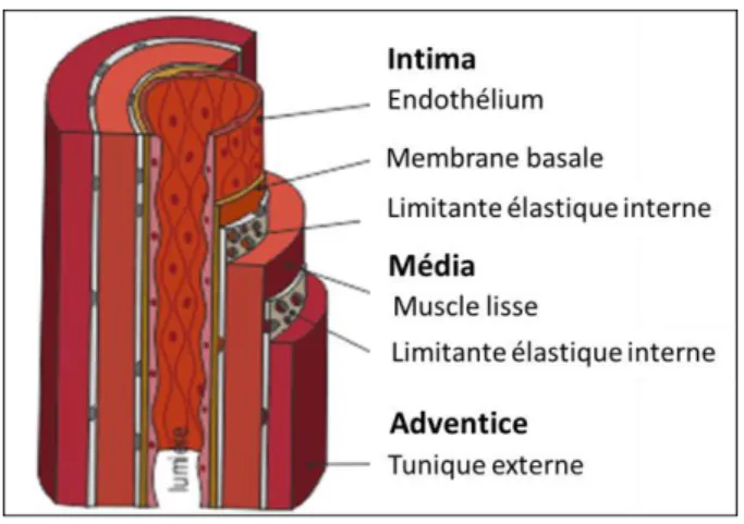 Figure 1 : Représentation schématique des différentes tuniques de la paroi artérielle