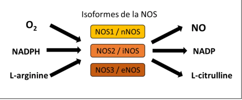 Figure 4 : Réaction de synthèse du monoxyde d’azote (NO) par les différents isoformes  de Nitric Oxyde Synthase (NOS) ; nNOS, Nitric Oxyde Synthase neuronale ; iNOS, Nitric Oxyde 
