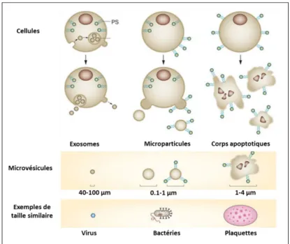 Figure 8: Taille des différents types de microvésicules libérées par les cellules  (d'après Lemoinne et al., 2014) 