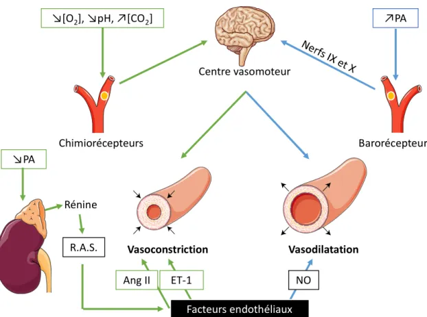 Figure 5 : Mécanismes de régulation du tonus vasculaire 