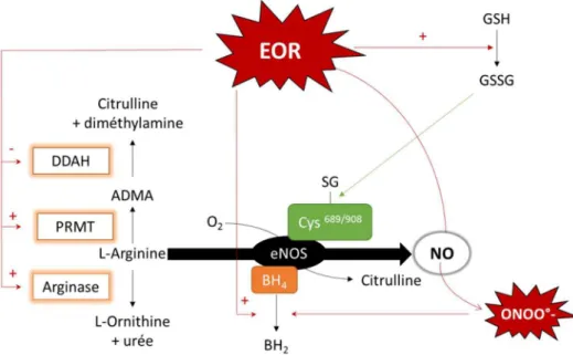 Figure 13 : Actions du stress oxydant sur la eNOS. 