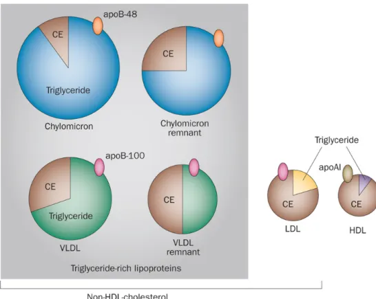 Figure 3. Représentation schématique des lipoprotéines plasmatiques humaines. Les reliquats  de chylomicrons et de VLDL (remnants) sont issus de l’hydrolyse des VLDL et chylomicrons  par les lipases hépatiques (Watts, Ooi et al