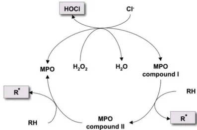 Figure 12. Cycles d’halogénation et peroxydase de la MPO. La MPO réagit avec H 2 O 2  pour 