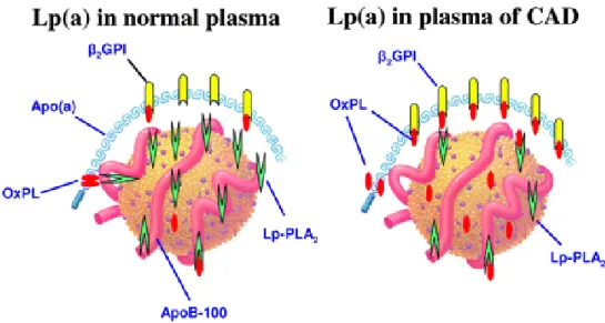 Figure 13. Association de la Lp-PLA 2  et des phospholipides oxydés à la Lp(a) dans le plasma  de patients sains et atteints de maladie coronarienne