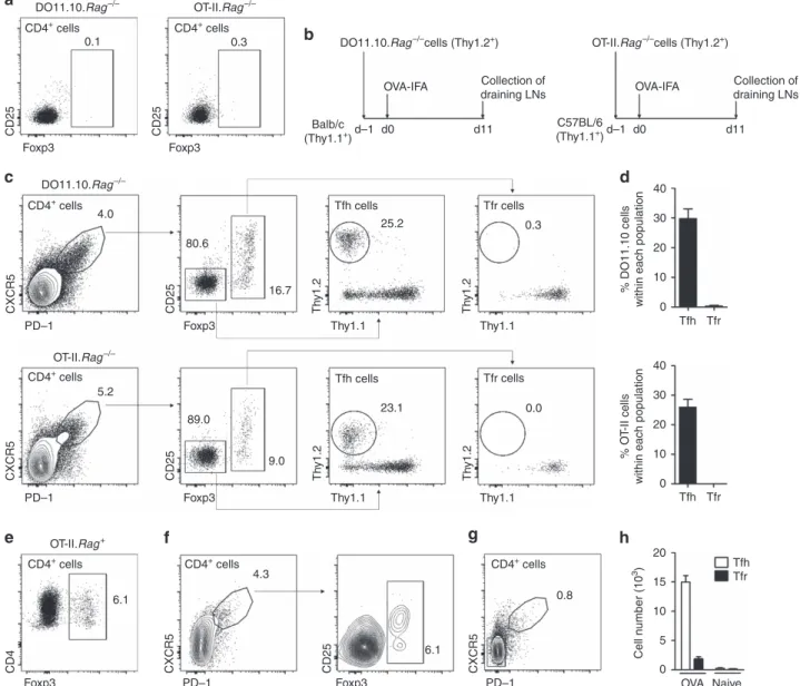 Figure 1 | Tfr cells do not differentiate from Foxp3  T-cell precursors. (a) CD4 þ T cells from OVA-speciﬁc OT-II.Rag  /  or DO11.10.Rag  / mice are devoid of Foxp3 þ Treg cells