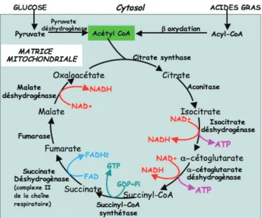 Figure 2 : Le Cycle de Krebs. 