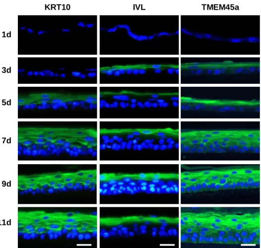 Figure  S1:  Localization  of  KRT10,  IVL  and  TMEM45a  during  reconstruction  of  an  epidermis