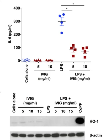 Figure 1.  Anti-inflammatory effects of IVIG on human monocytes are not associated with induction of  HO-1