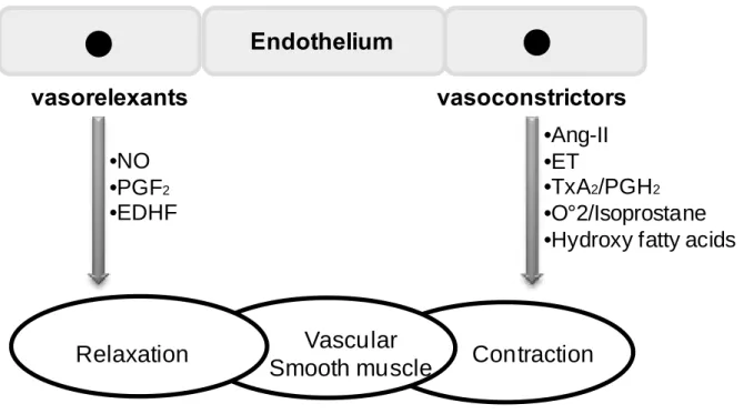Figure 3. Endothelium-dependent release of vasocontracting and vasorelaxing factors. 