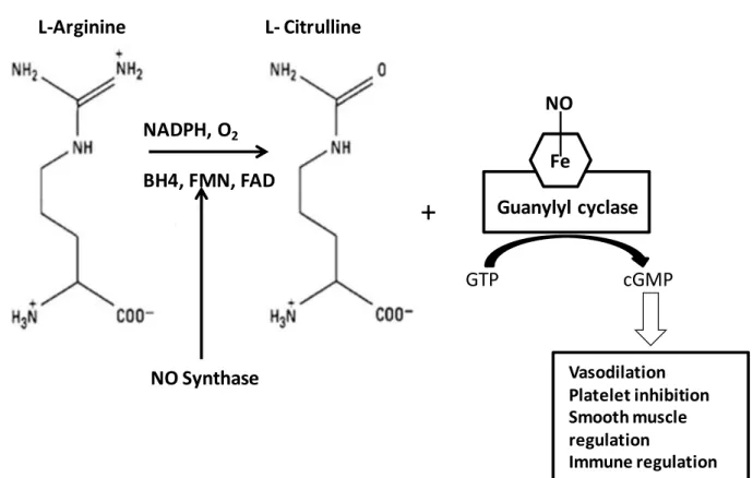 Figure 4. NO generation from L-Arginine and its functional properties (Ghalayini 2004) 