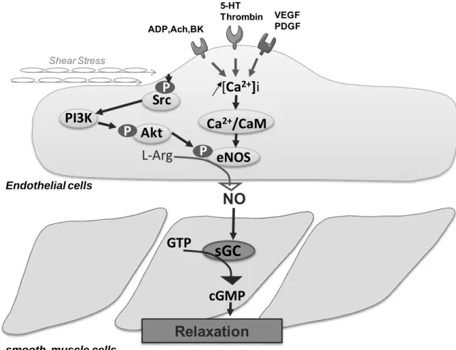 Figure 5. Nitric oxide synthesis pathway in the endothelial cell and its actions in the vascular smooth muscle  cell