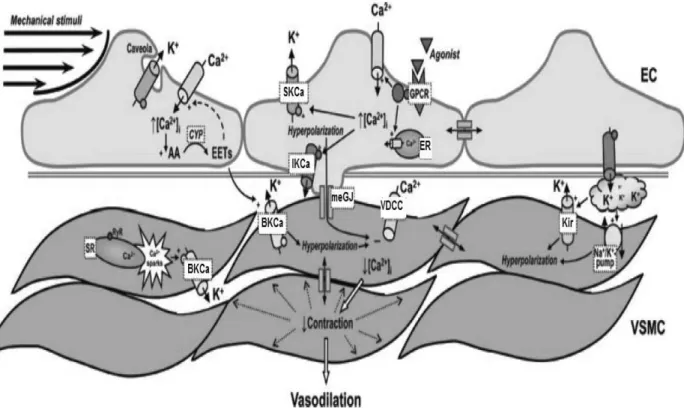Figure 9. Hypothesis describing the endothelium-derived hyperpolarizing pathway. 