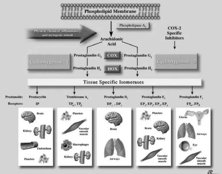 Figure 10. Production and action of prostaglandins (Araujo, Soeiro et al. 2005). 